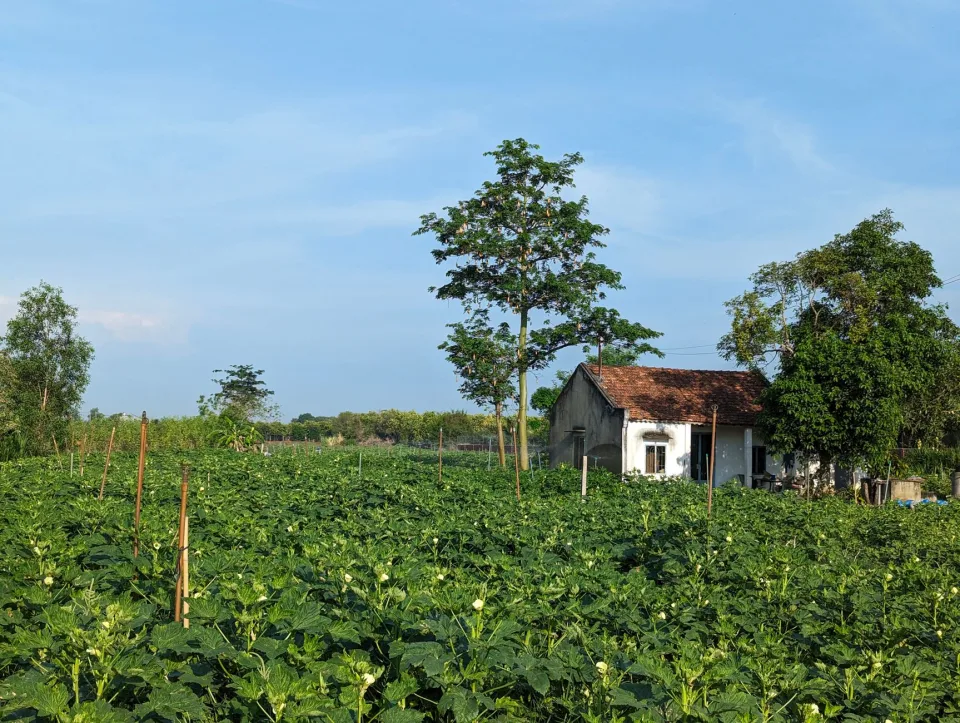 Toàn cảnh vườn